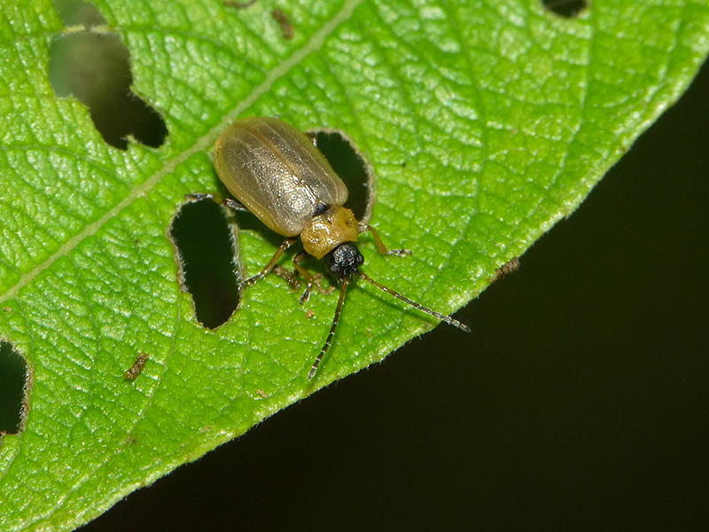 Chrysomelidae: Lochmaea capreae